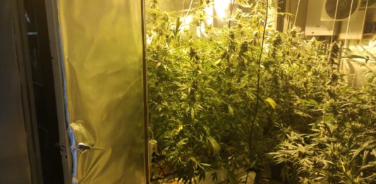 privat:-la-policia-local-de-palafrugell-desmantella-una-plantacio-de-18-plantes-de-marihuana