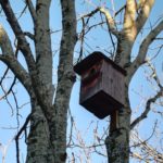 privat:-l’area-de-medi-ambient-ja-ha-collocat-24-caixes-niu-per-ocells-i-ratpenats-al-municipi