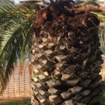 Les palmeres del Port d’Aro, afectades pel morrut roig Les palmeres del Port d'Aro, afectades pel morrut roig | Imatge del Club Nàutic