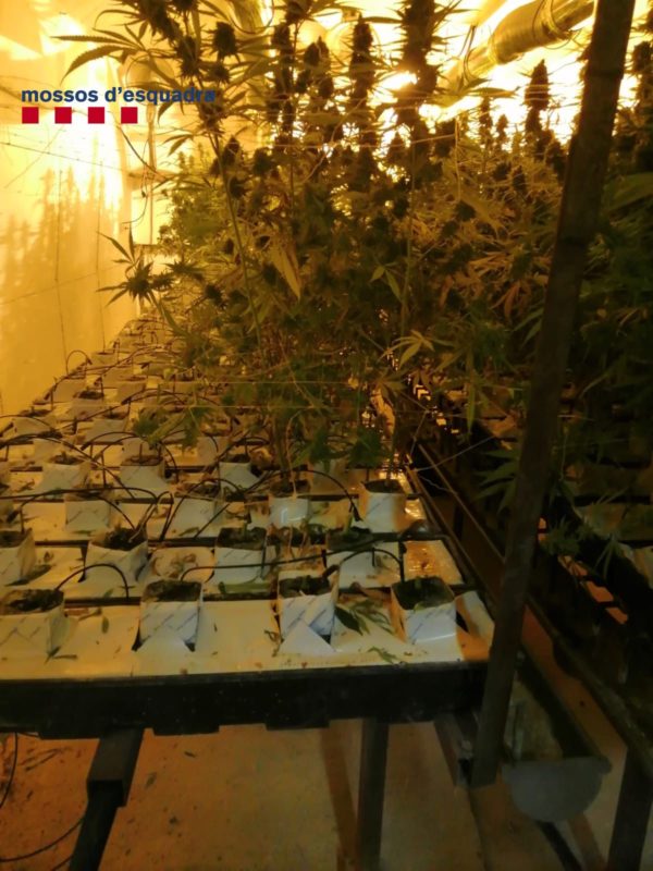 Part de la plantació de marihuana que creixia en un dels búnquers del mas de Fonteta | Imatge dels Mossos d'Esquadra