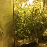 varwwwvhostsradiocapital.cathttpdocswp-contentuploads202011echoDetenci_marihuana_1.jpg