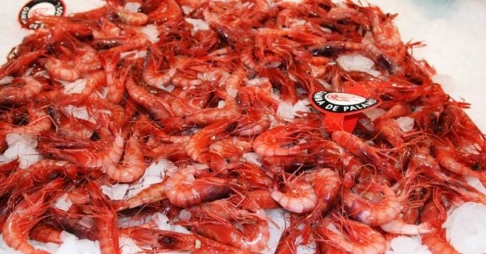 Gamba de Palamós