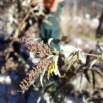 VÍDEO: Aquesta és la nova planta del Ter que s’està intentant controlar
