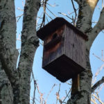 Palafrugell instal·la 24 caixes niu per a ocells i ratpenats