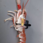 El robots submarins són clau per a la descoberta i protecció d’espècies d’organismes de grans profunditats