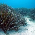 L’impacte del Gloria al fons marí: tan dolent com ens pensem?