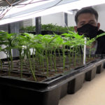 Macrodispositiu contra el tràfic de marihuana a Palamós i diversos punts de Catalunya Algunes de les plantes de marihuana trobades | Imatge dels Mossos d'Esquadra via ACN