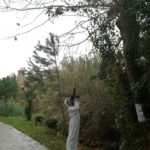 Desactivat un niu de vespa asiàtica a Llofriu