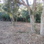 Actuacions de prevenció d’incendis a la finca municipal de Palamós, Can Pere Tià Un dels boscos de la finca Can Pere Tià a Palamós on s'ha actuat amb les tasques de millora - Imatge de l'Ajuntament