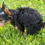 La Bisbal impulsa una campanya contra la presència d’excrements de gossos a la via pública