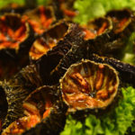 Montse Soler: “La garoina és un producte típic de la costa però a Palafrugell l’hem sabut potenciar”