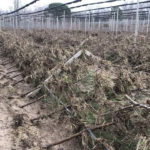 Els productors de poma més afectats pel Glòria al Baix Empordà encara no han rebut ajudes