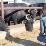Denuncien per estafa una empresa que venia mozzarela de búfala de l’Empordà, però contenia llet de vaca