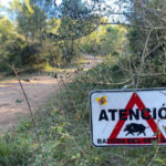 “La població de senglars està desbocada”