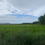 Polèmica entre l’Ajuntament de Pals i entitats ecologistes per la construcció d’un vial enmig d’un espai natural