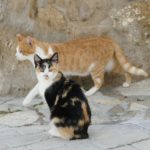 Begur impulsa una nova campanya per esterilitzar gats domèstics a preu reduït privat:-campanya-per-coneixer,-controlar-i-millorar-el-benestar-de-les-colonies-de-gats-del-municipi