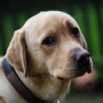 Begur inicia una campanya de cens i identificació d’animals domèstics i companyia privat:-del-22-de-febrer-al-31-de-marc-ja-pots-censar-i-identificar-gratuitament-el-teu-animal-de-companyia