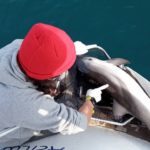 Troben una cria de dofí mort al cap de Begur