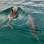 ESPECTACULAR: Fotografien un grup de dofins a les illes Medes