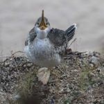 Begur farà un seguiment del corb marí emplomallat després de descobrir diversos nius