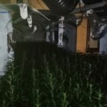 Fortor de marihuana i incendi per sobrecàrrega elèctrica: els Mossos descobreixen una plantació a Santa Cristina marihuana