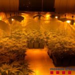 Els Mossos desmantellen un cultiu amb 200 plantes de marihuana dins un pis del nucli urbà de Palamós Marihuana Palamós