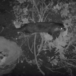 Vídeo: Graven dos exemplars de llúdriga a la Vall del Ridaura de Platja d’Aro