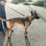 privat:-la-policia-local-de-palafrugell-aixeca-7-actes-de-tinenca-i-consum-de-substancies-estupefaents-a-la-via-publica-gracies-a-la-nova-unitat-canina