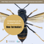 privat:-has-detectat-un-niu-de-vespa-asiatica?-informa’n-a-l’area-de-medi-ambient