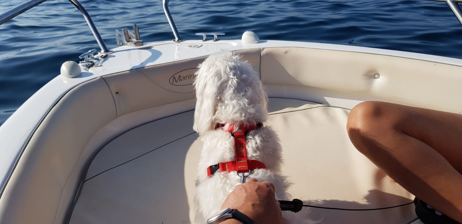 gos en una embarcació