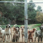 Més adopcions i menys abandonaments: així ha afectat la pandèmia a les gosseres del Baix Empordà