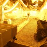 Detinguts 3 homes i desmantellada una plantació de marihuana a Regencós Plantació de Marihuana a Regencós - Mossos d'Esquadra