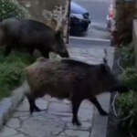 #FactCheckCapital: No, la família de porcs senglars no passeja per Platja d’Aro, és Israel