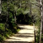 Es realitzen treballs de prevenció d’incendis forestals a Tamariu