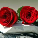 Palamós ja prepara les parades de llibres i roses de Sant Jordi