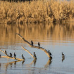 El Parc Natural del Montgrí, les Medes i el Baix Ter comptabilitza 3.000 aquàtics menys que al 2020 Parc natural del montgrí illes medes i el baix ter