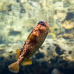 La Generalitat alerta sobre la presència del peix globus a la Costa Brava