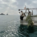 privat:-installen-sepieres-i-una-incubadora-d’ous-davant-la-costa-de-l’estartit