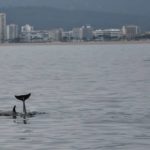 Troben quatre dofins a Palamós oferint gran varietat de salts i acrobàcies Dofins a Palamós | Imatge de Noa 18 Nusos