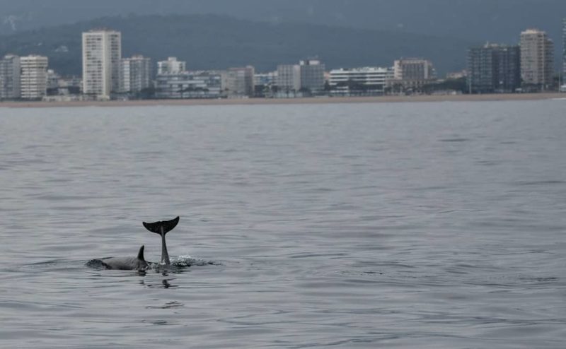 Dofins a Palamós | Imatge de Noa 18 Nusos
