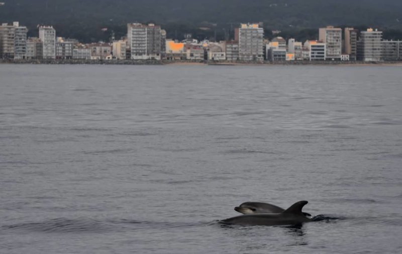 Dofins a Palamós | Imatge de Noa 18 Nusos