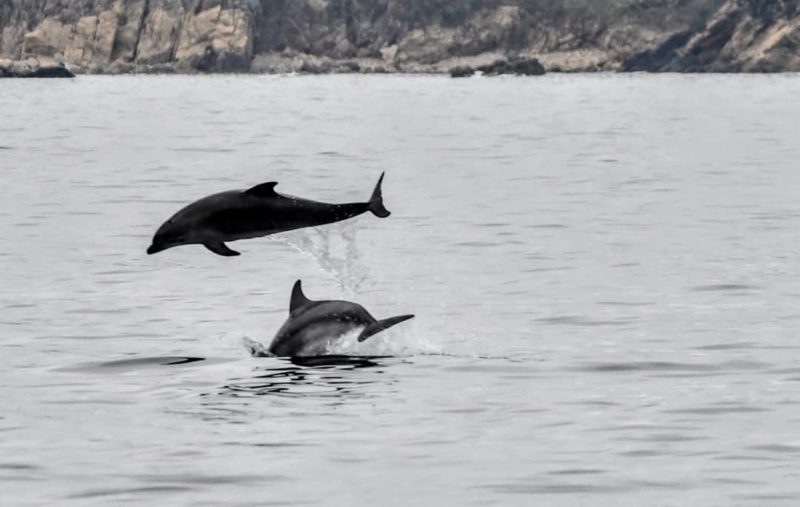 Dofins a Palamós | Imatge de Noa 18 Nusos