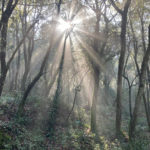 El Consorci de les Gavarres ordenarà l’accés al massís creant diversos punts d’entrada però no es planteja restringir-lo