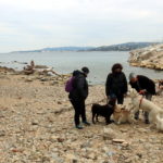 Recullen signatures contra la platja per a gossos prevista a Palamós