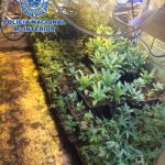 Dos detinguts a Sant Feliu de Guíxols en dues operacions contra el tràfic de drogues