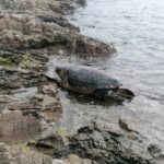Apareix una tortuga marina a S’Agaró Imatge d'una tortuga a la platja de S'Agaró - Imatge de Roser Moreno via Facebook