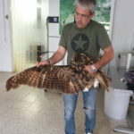 Nou duc atropellat a la C-65, a l’alçada de Santa Cristina privat:-nou-duc-atropellat-a-la-c-65,-a-santa-cristina-d’aro