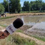 REPORTATGE SONOR: Així es va viure la 23a Plantada tradicional de l’arròs de Pals