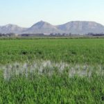privat:-un-treball-sobre-l’adaptacio-de-l’agricultura-al-canvi-climatic-guanya-el-iii-premi-de-recerca-jordi-montaner