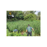 La Guàrdia Civil desmantella una plantació de 8.000 plantes de marihuana dividides en cinc parcel·les a Jafre